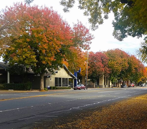 Trees with buildings