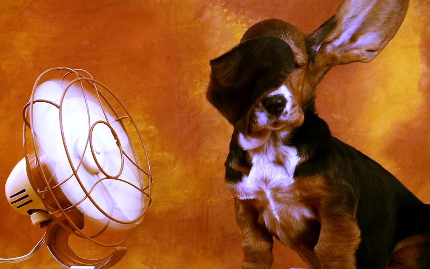 Animales calor extremo